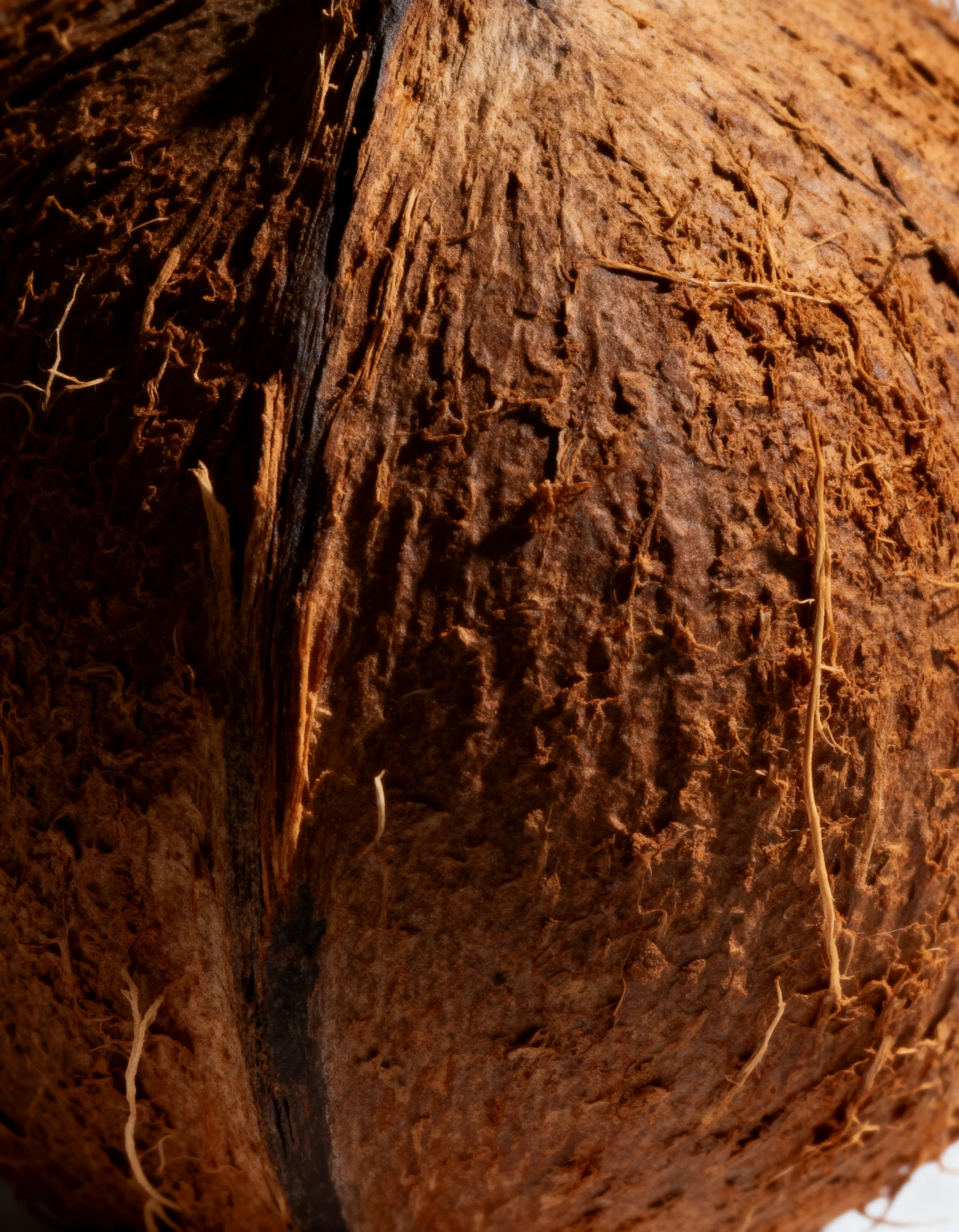 Extreme close-up of a coconut’s fibrous brown husk