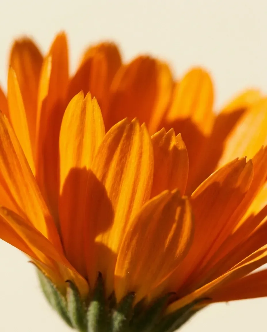 Close-up of a bright orange calendula flower in warm light