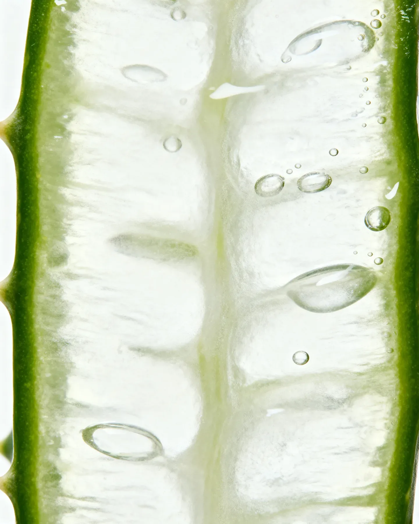 Backlit macro of a translucent aloe leaf cross-section, gel and bubbles catching the light