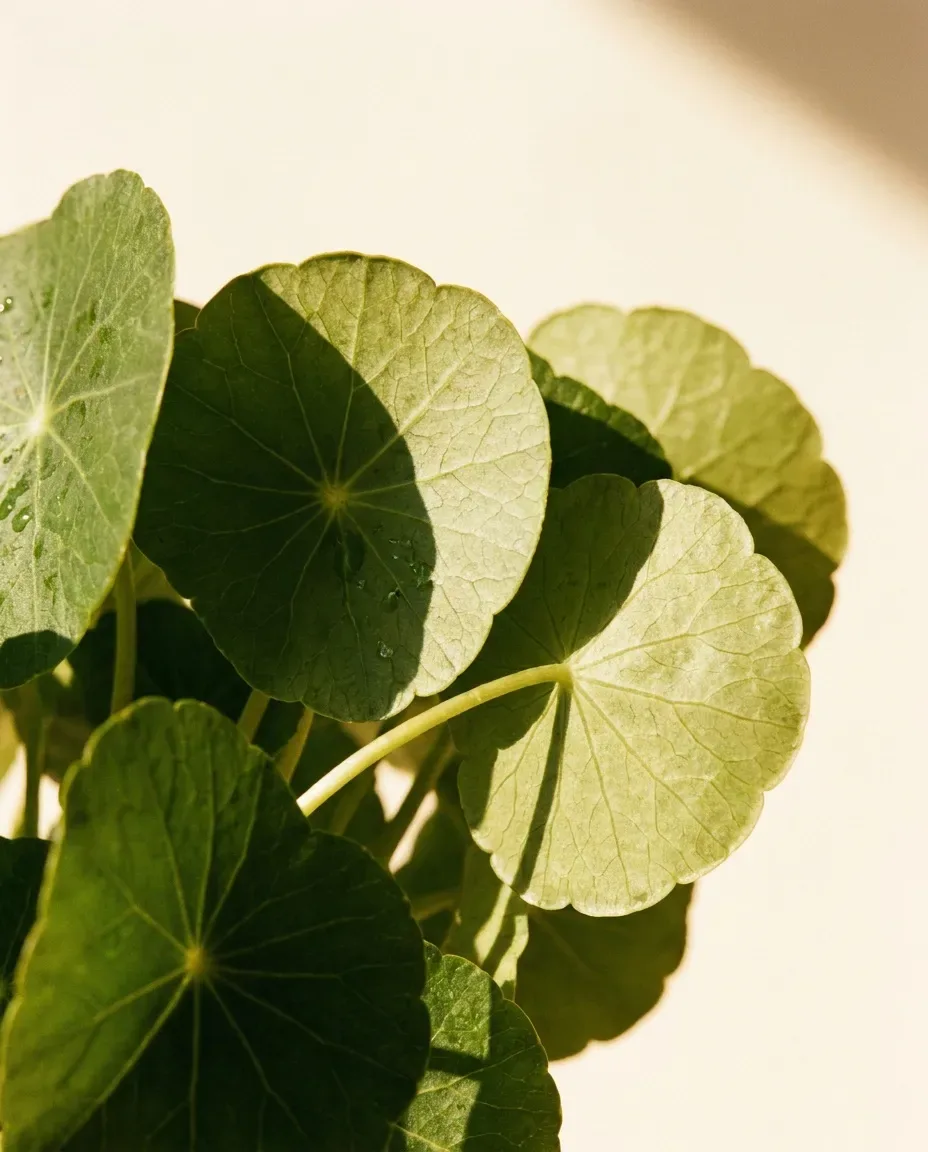 Round green leaves of centella asiatica