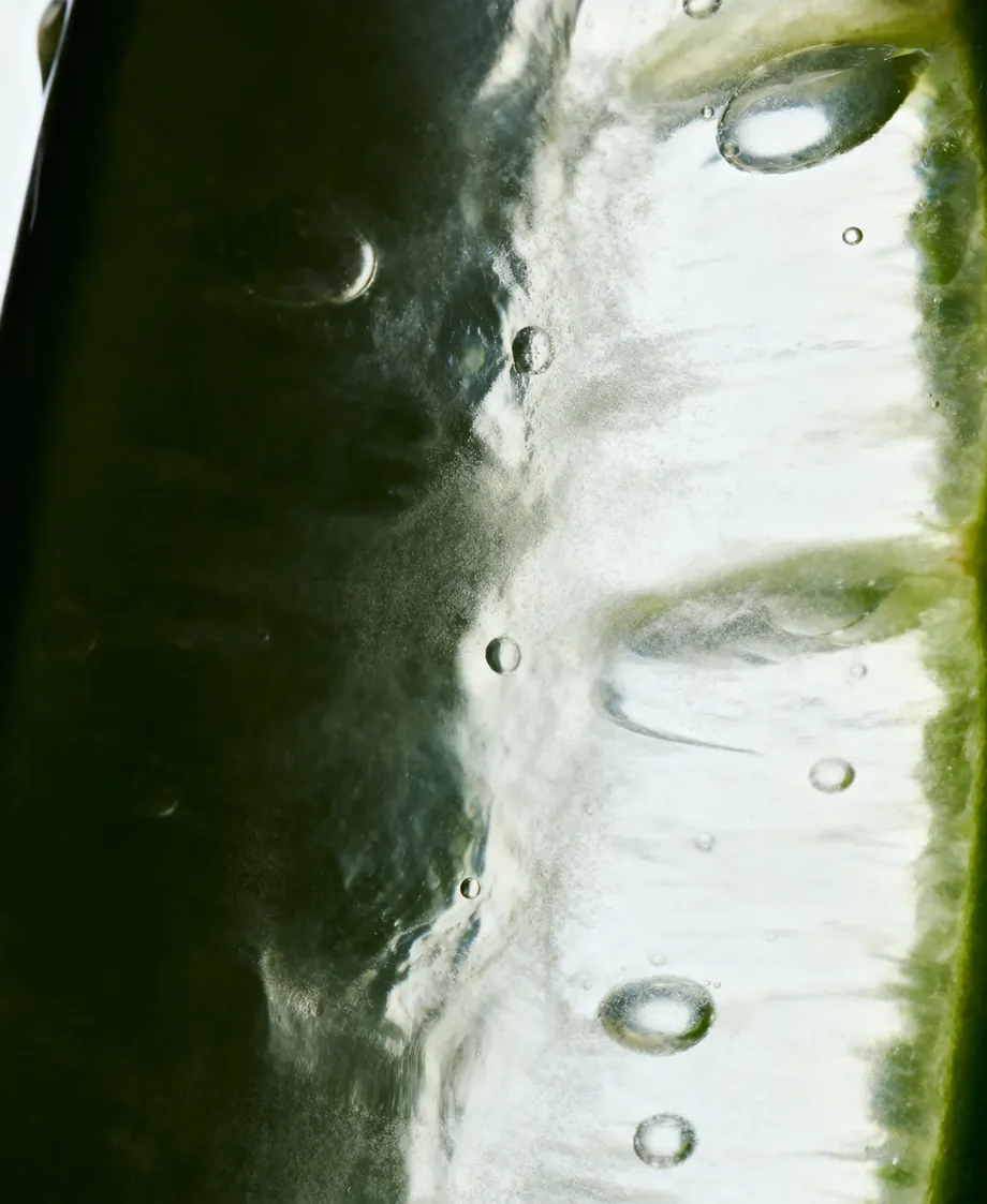 Macro of an aloe vera leaf cross-section