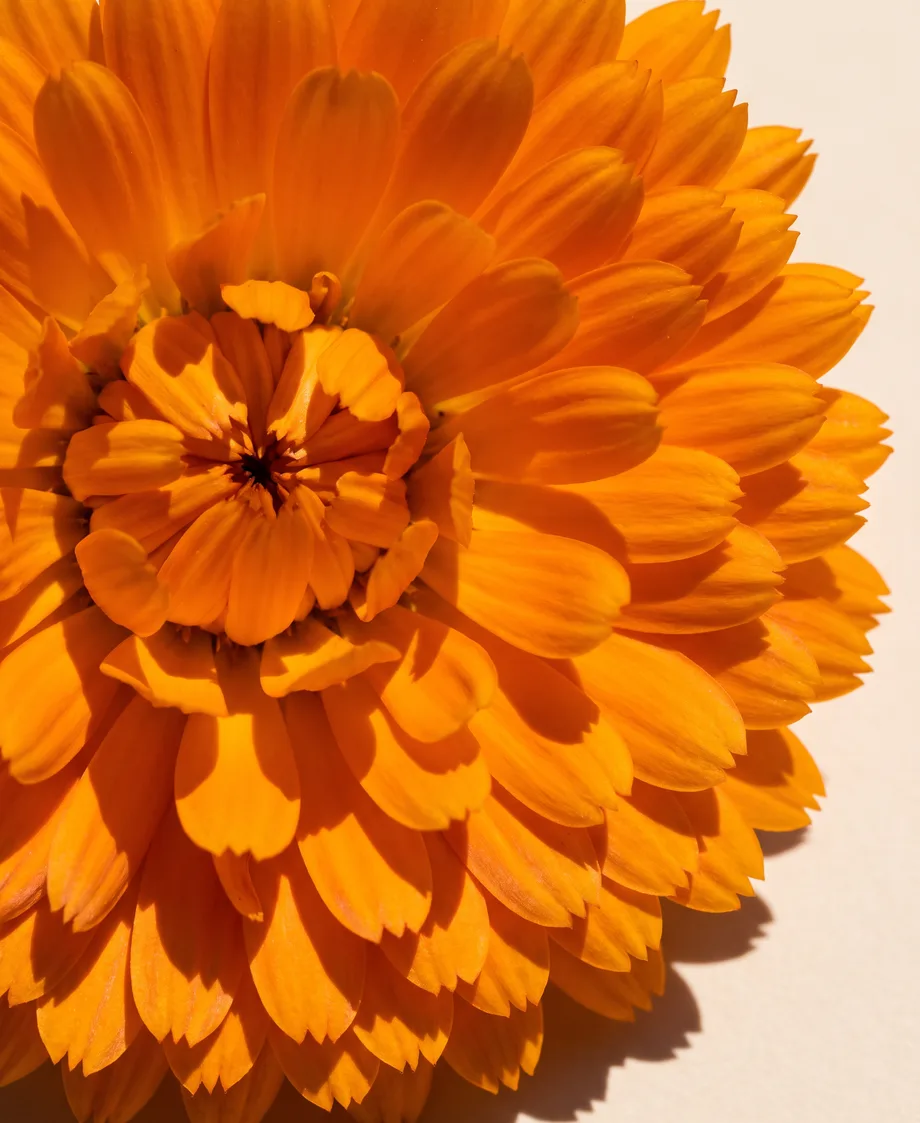 Macro of an orange calendula flower head