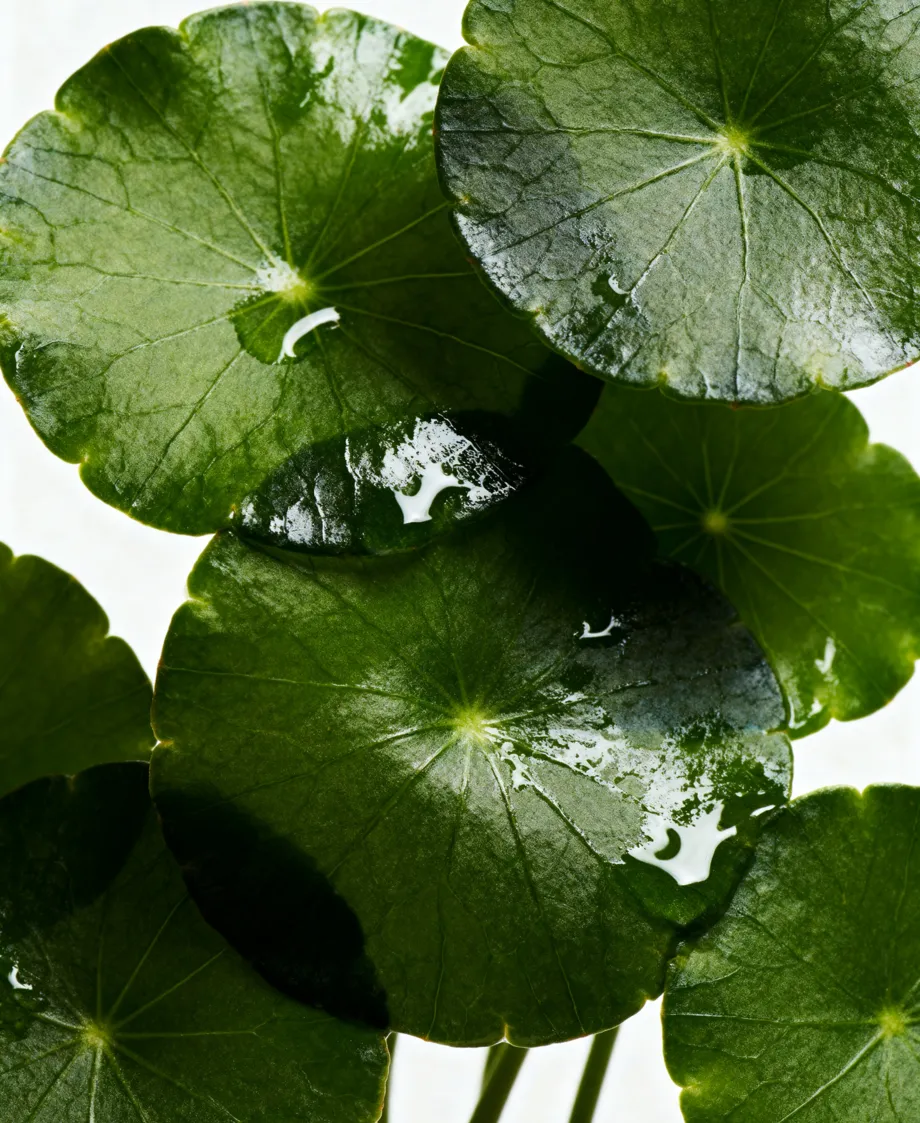 Glossy round green leaves beaded with droplets