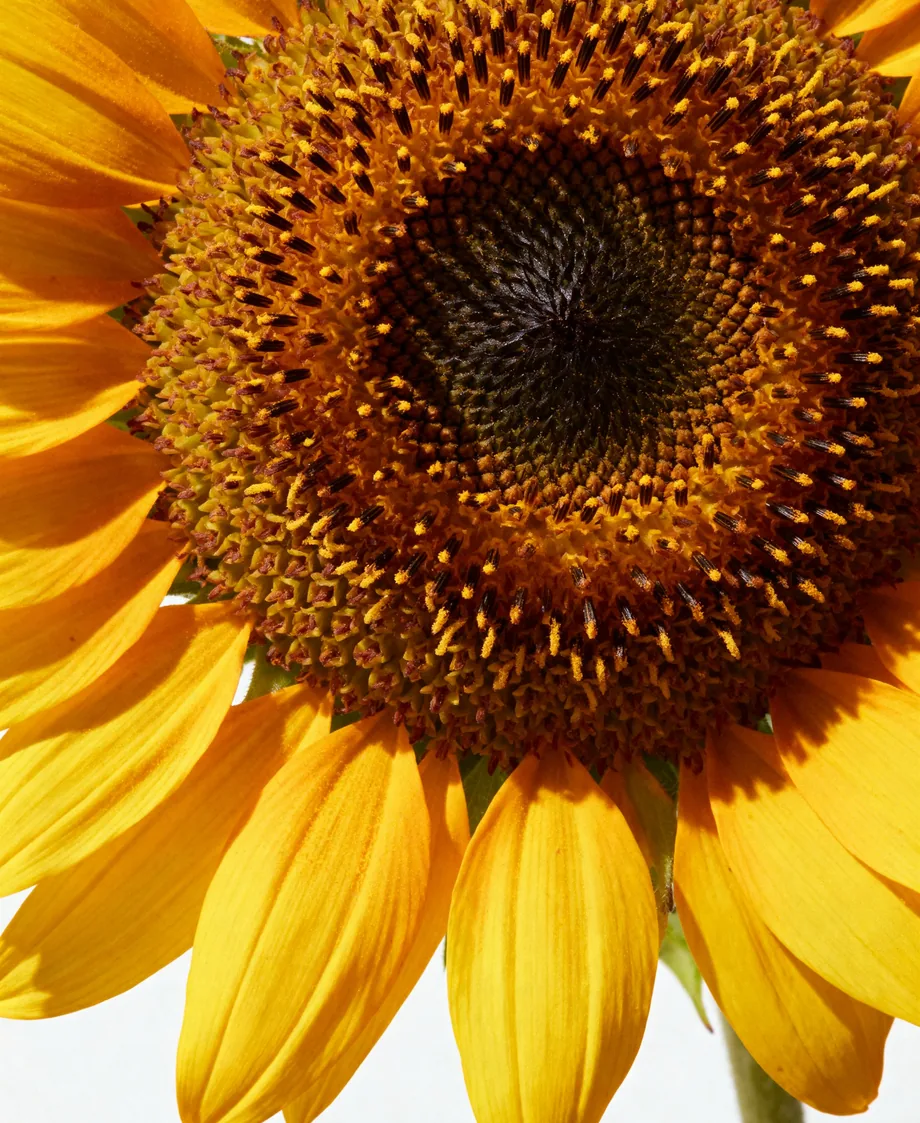 Macro of a sunflower head