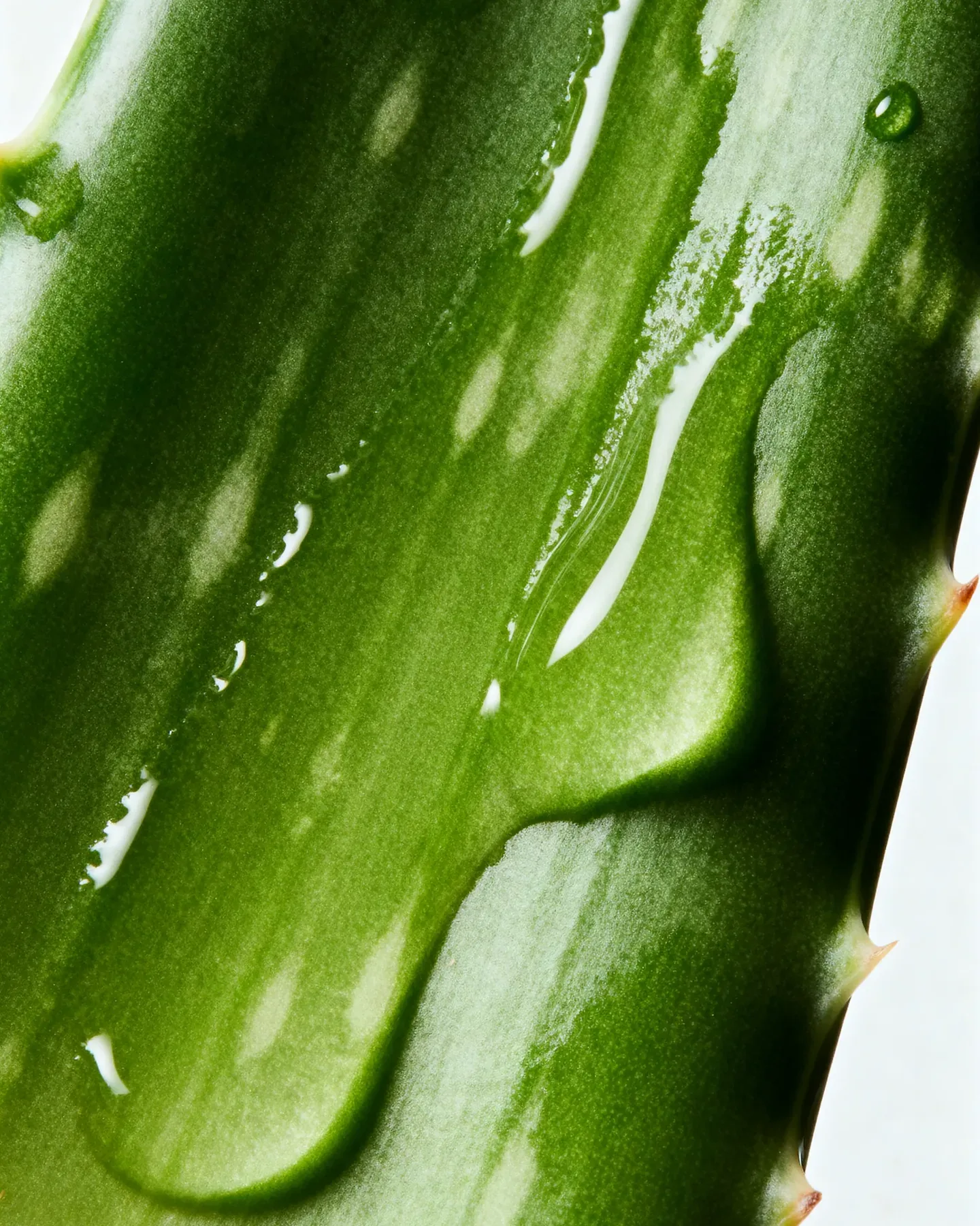 Backlit macro of a translucent aloe leaf, gel catching the light
