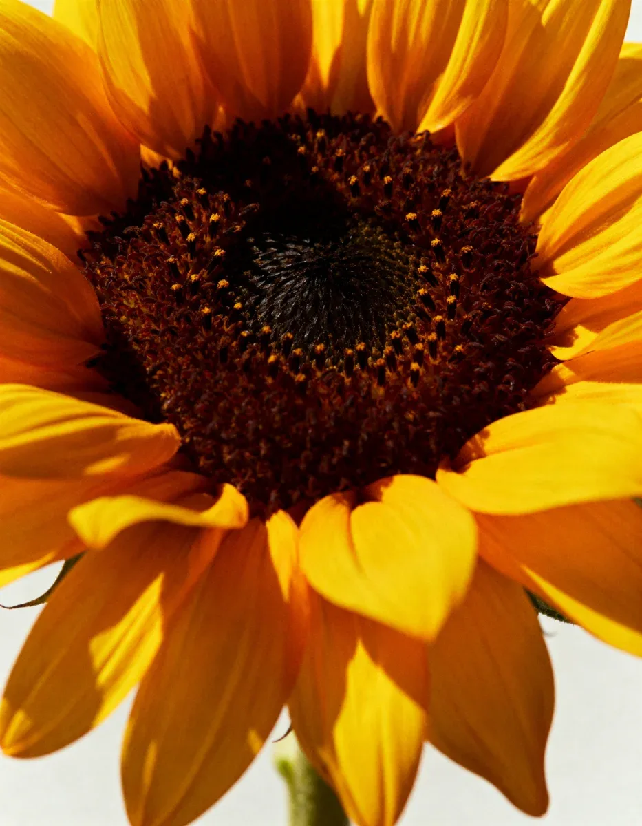 Close-up of a sunflower in full bloom